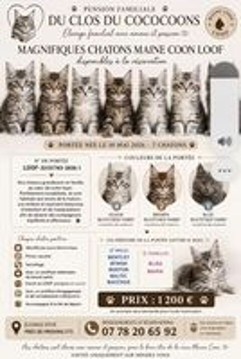   bebe maine coon loof 