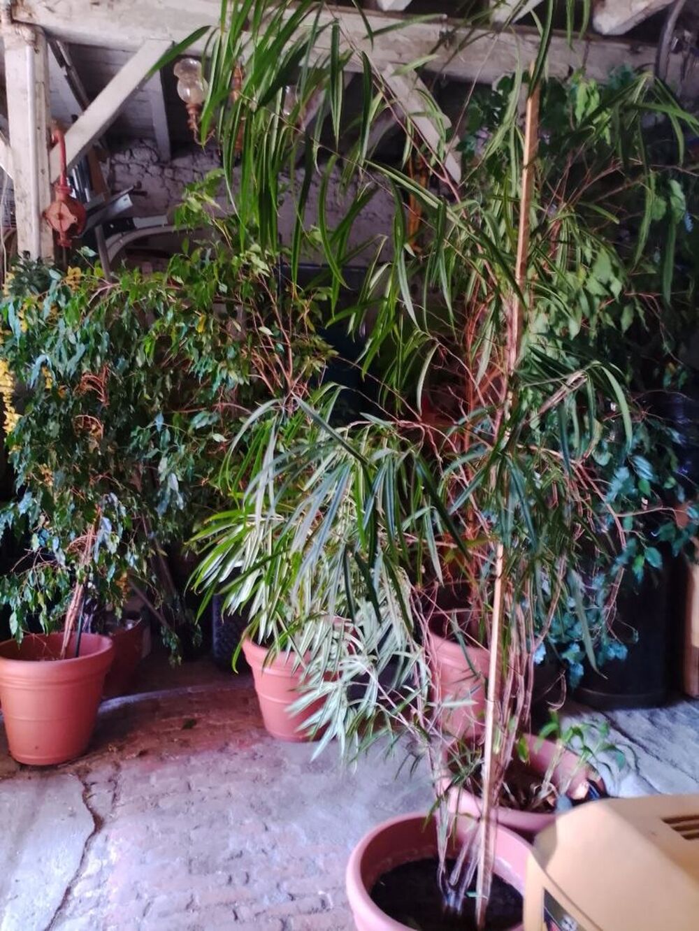 un ficus tout tailles Jardin