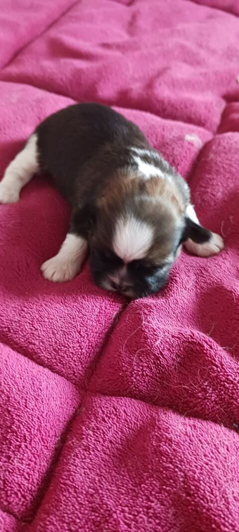 L Élevage des shihs tzu de Mary 700 34400 Lunel