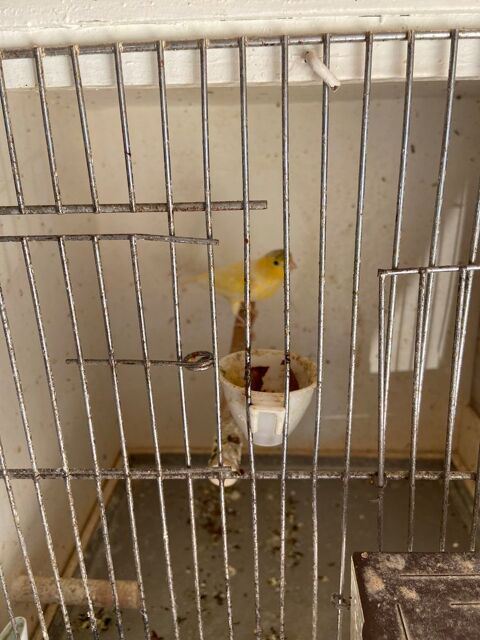 Canari 20 33130 B�gles