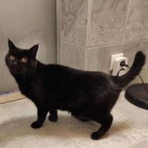   NAKIA, adorable chat femelle à l'adoption  