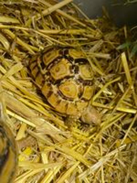   Tortue pardalis Somalica 