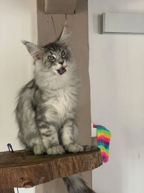 "&nbsp;Maine Coon&nbsp;" LOOF 1200 41600 Chaon