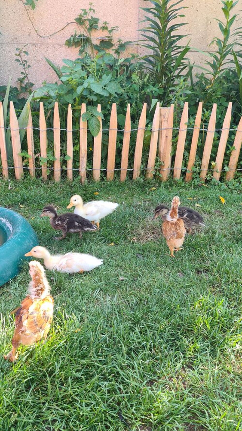   Canard mignon  