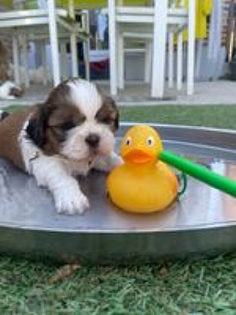   Nos adorables bébés Shih-tzu  