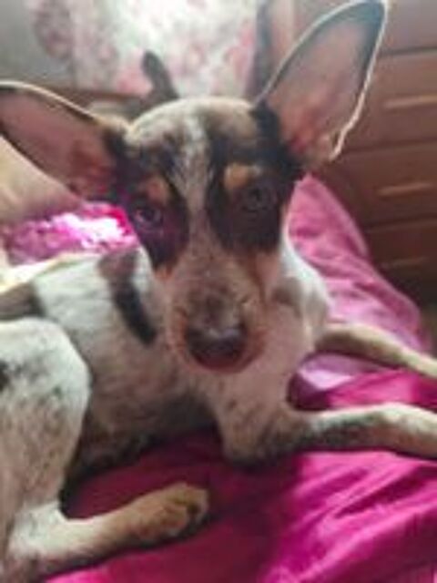   A L'ADOPTION MILO SE TROUVE EN REFUGE UKRAINE 