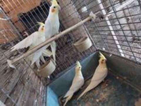   Perruches calopsittes  
