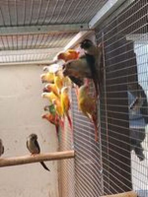   conure de molinae - pyrrhura 