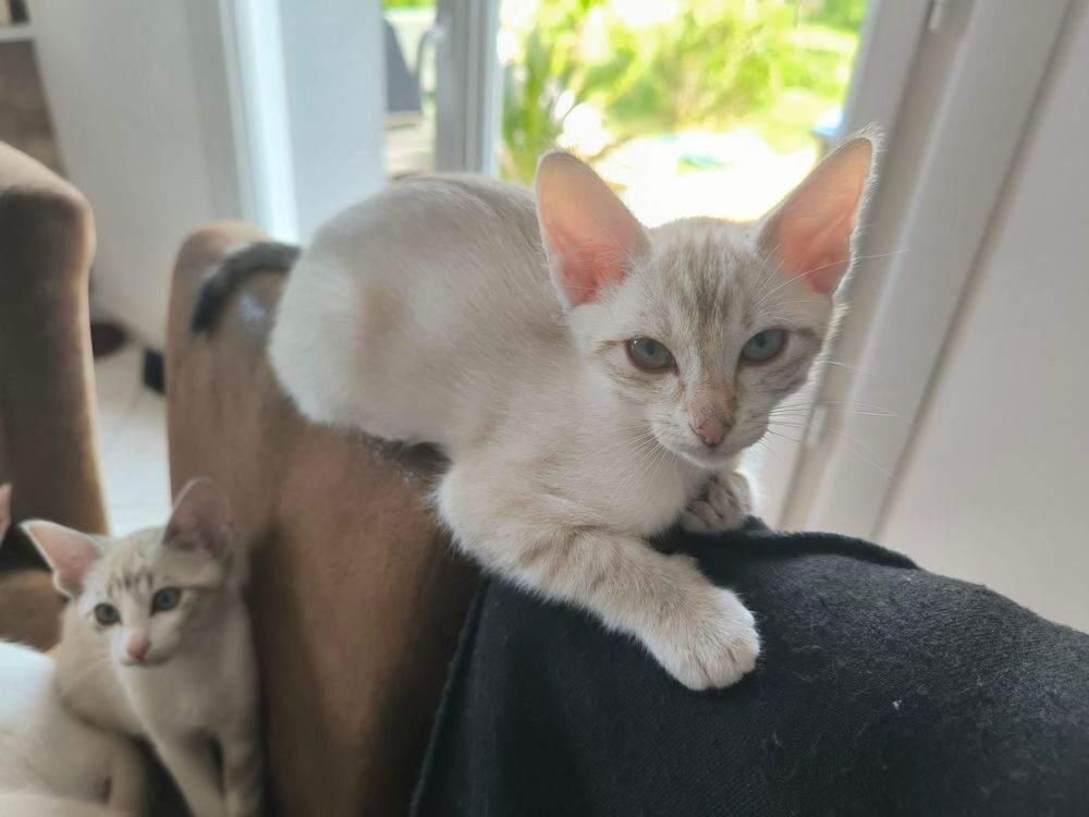   Cede un chaton femelle siamois  