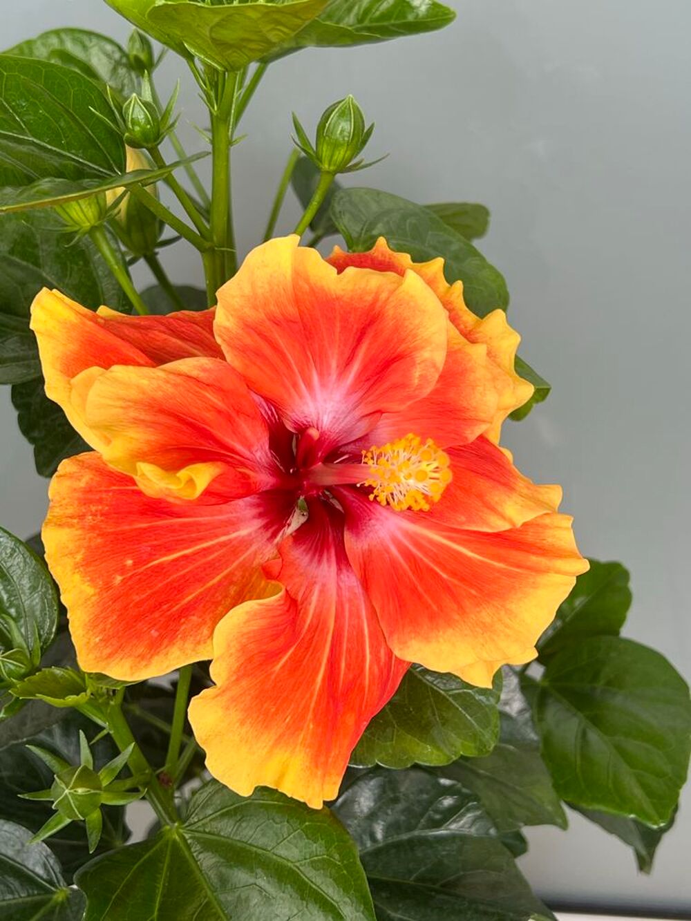 superbe HIBISCUS, p&eacute;tales doubles Jardin