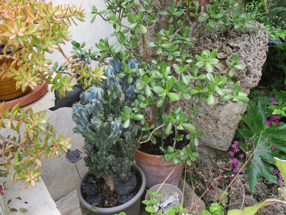 plante succulente Jardin