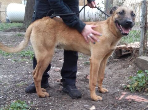 berger malinois m&acirc;le 1 an 250 12000 Rodez