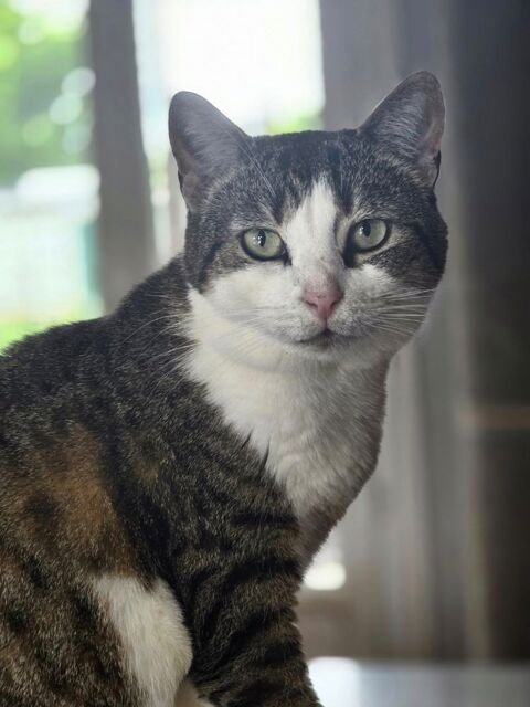 OLIVETTE 210 60000 Beauvais