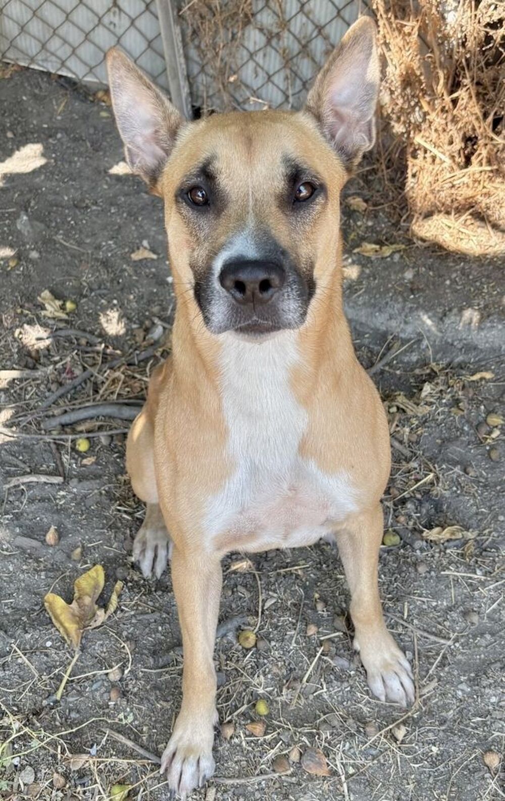   BELLINE, croisée berger 2 ans 