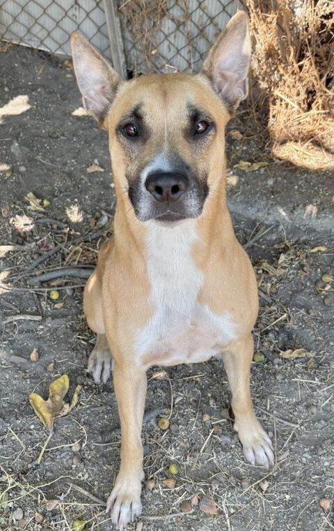 BELLINE, crois&eacute;e berger 2 ans 220 34500 Béziers