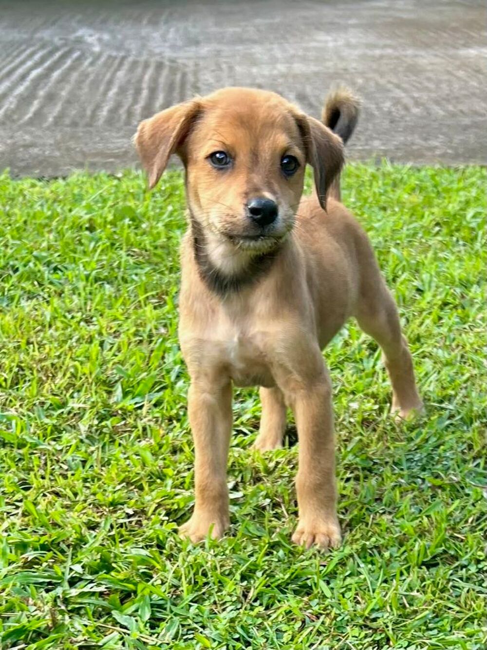   Loki, j'adore les c�lins 