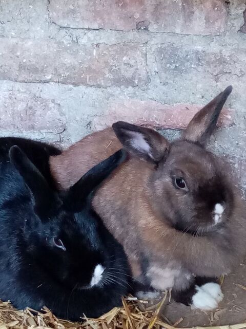 lapin nain male noir st&eacute;rilis&eacute; . 40 08500 Revin