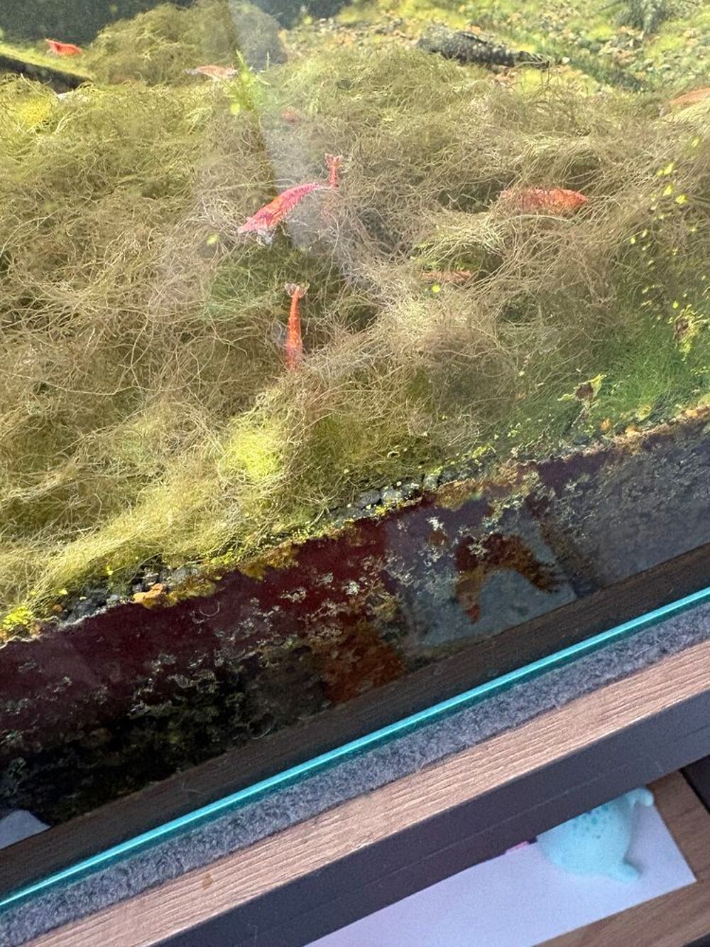   Crevettes Red cherry 