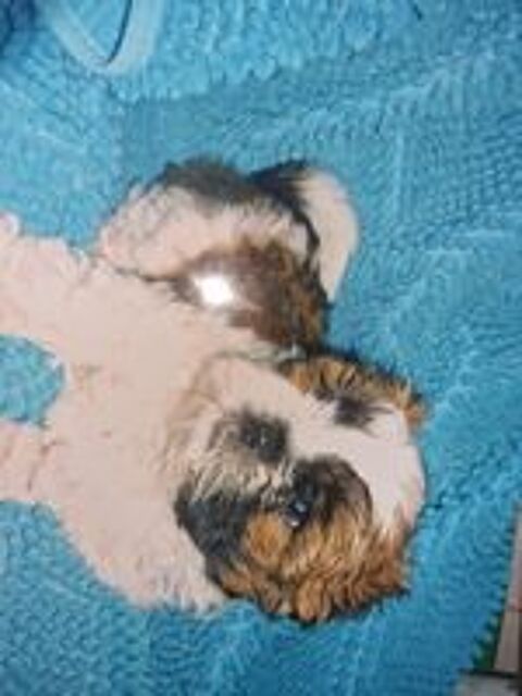   chiot shit-tzu 