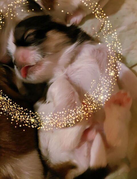 Adorables chiots Shih Tzu 950 94800 Villejuif