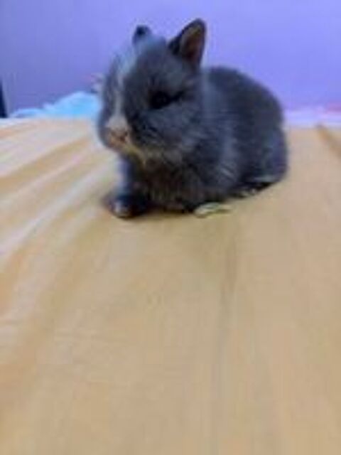   lapin nain 