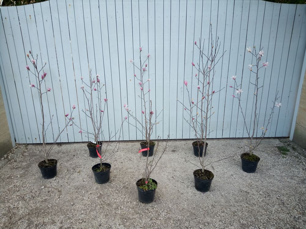 le Magnolia de Soulange en container !!. ??????? Jardin