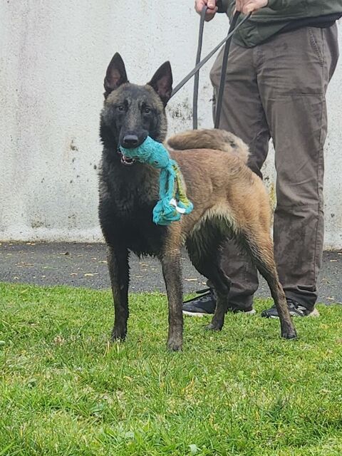 Jeune m&acirc;le berger belge malinois 800 77480 Bray-sur-seine