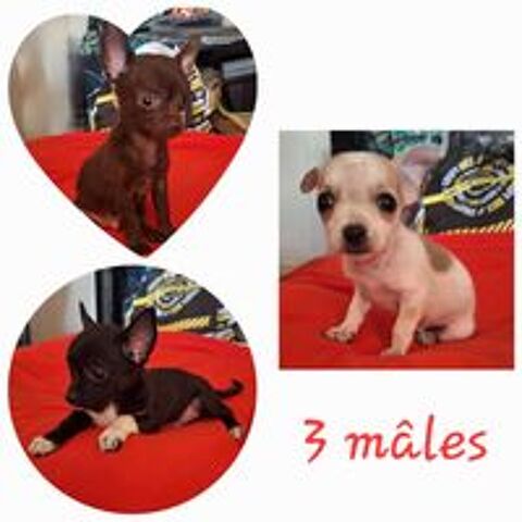   Beaux Chihuahuas  placer 