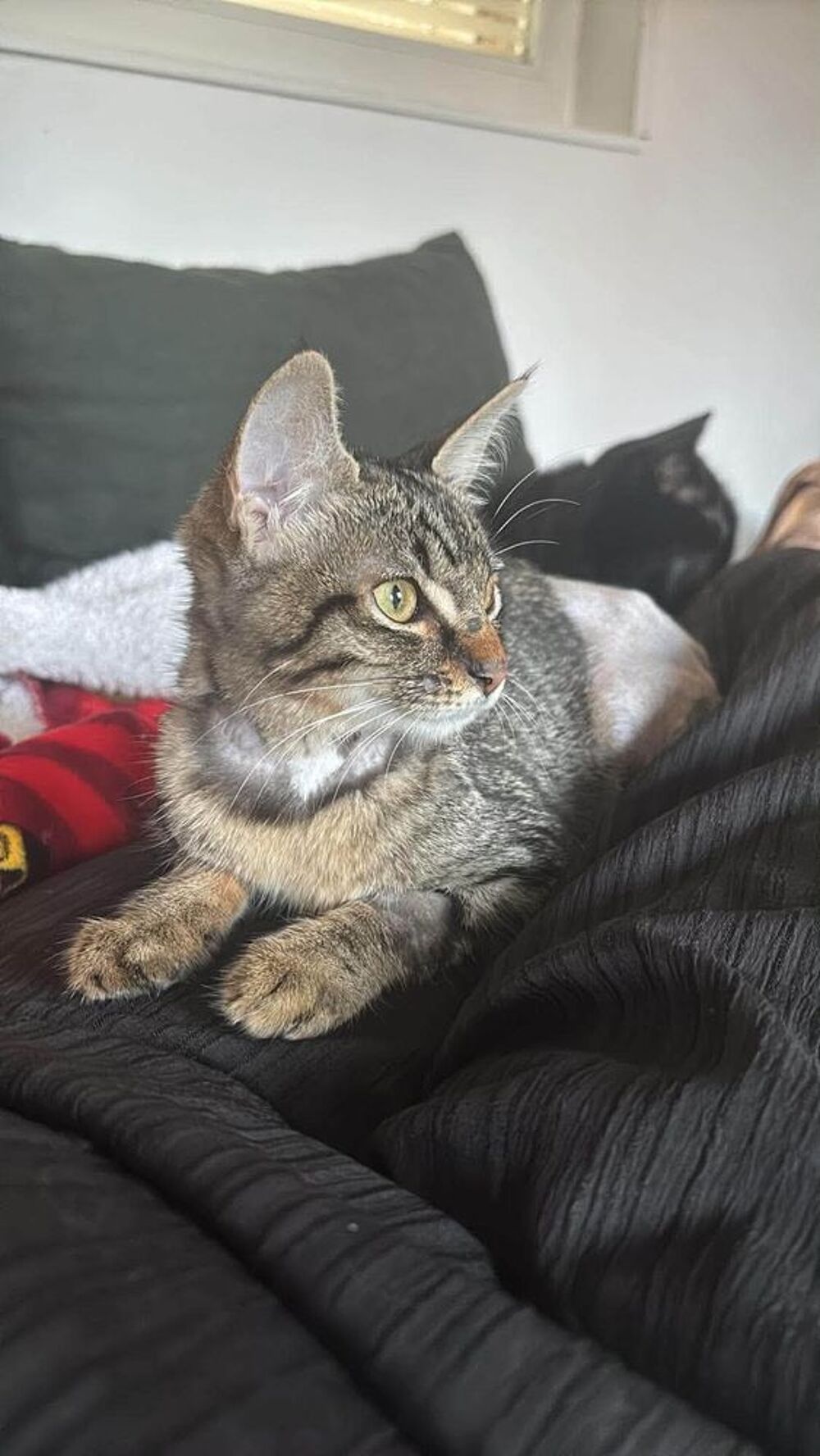   MOON – JEUNE CHATTE À ADOPTER 4 MOIS 