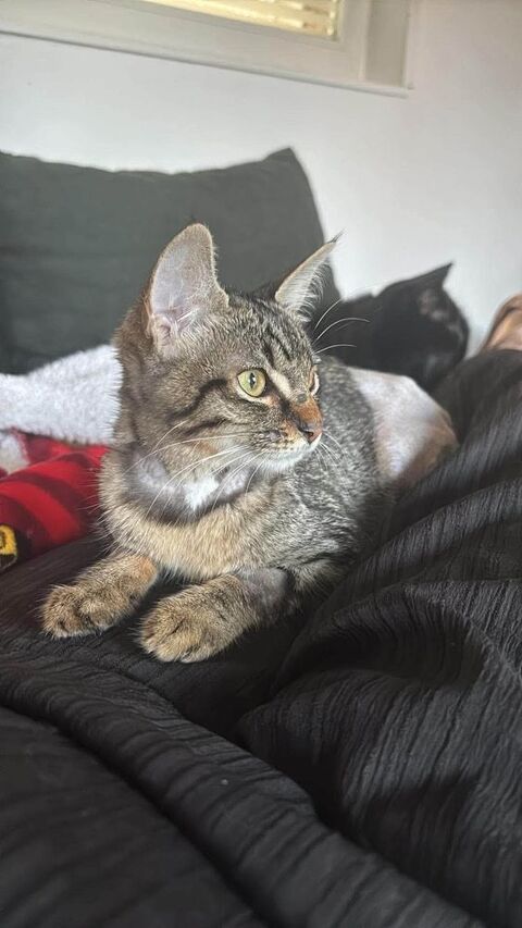 MOON – JEUNE CHATTE &Agrave; ADOPTER 4 MOIS 130 62149 Annequin