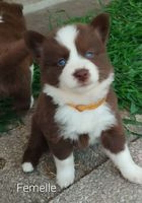   Magnifiques pomsky  