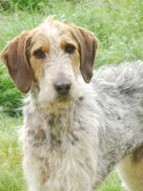   Iago est à l'adoption! 