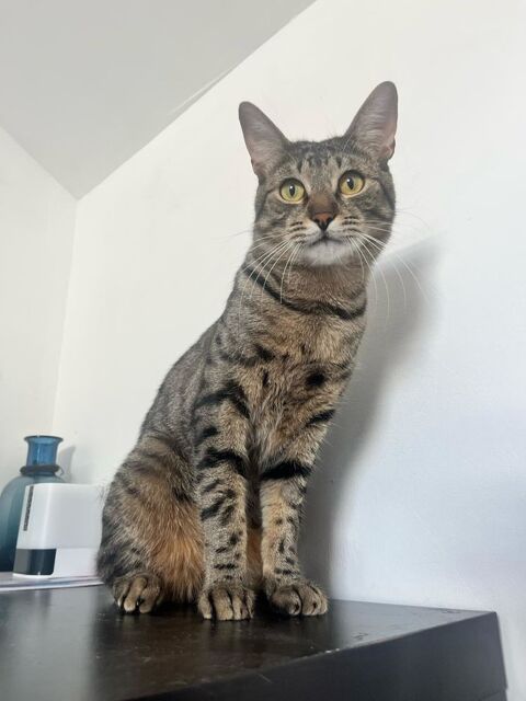SPARROW CHATON TIGRE 9 MOIS 225 92260 Fontenay-aux-roses