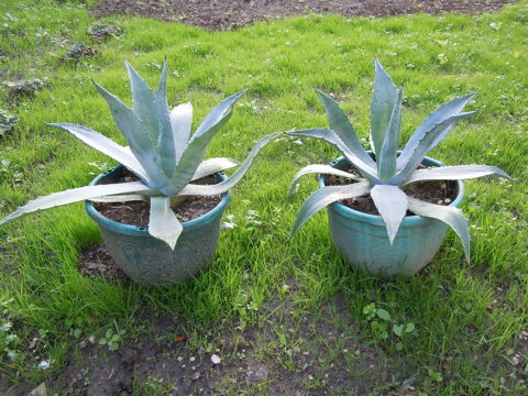 PLANTES . 20 Chalon-sur-Sane (71)