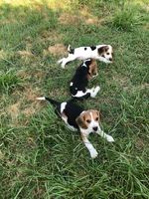   Adorables chiots Beagle Tricolore mâles  