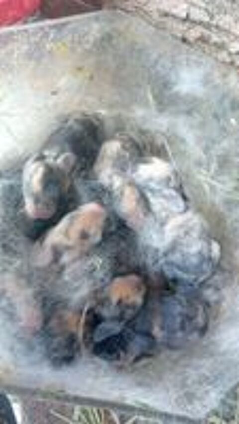   Lapins 