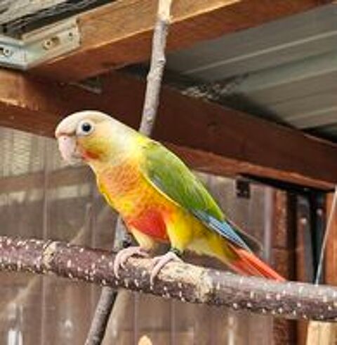   Conure Pyrrhura  