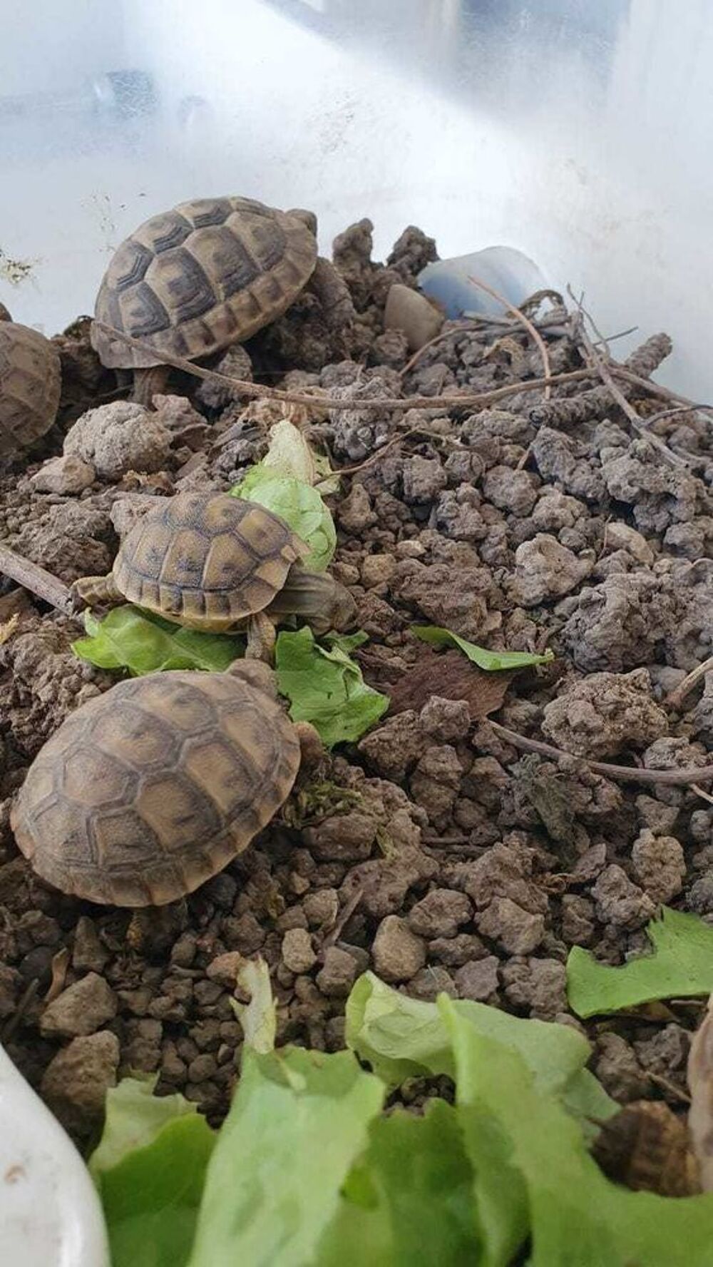 tortues Grecque 
