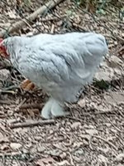   COQ PEKIN 