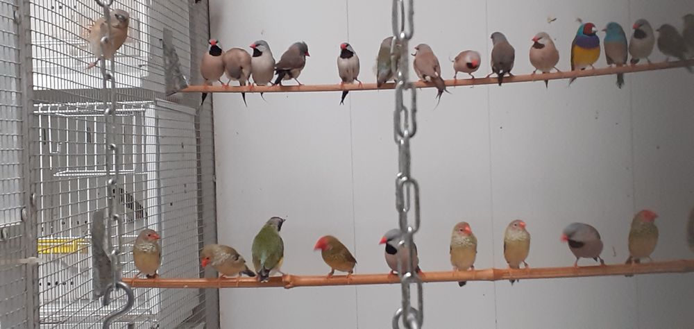   oiseaux exotique de voliere 