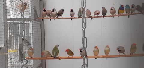 oiseaux exotique de voliere 40350 Pouillon