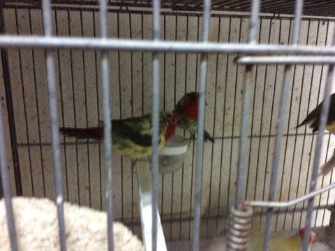 couple de Nouméa 2025panacher 120 31390 Carbonne