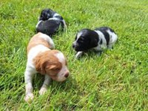   Vente chiots males épagneuls bretons 