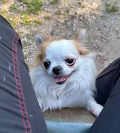   Nala est à l'adoption! 