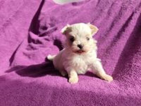   Chiots bichons maltais coréen à réserver  