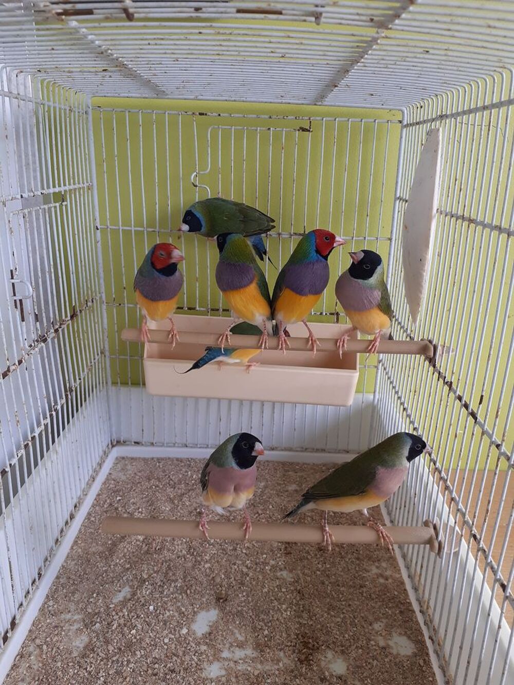   diamants de Gould. 