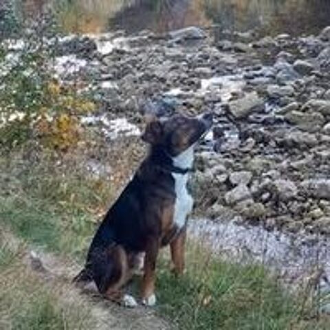   Chien BJORN � l adoption 