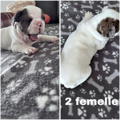   6 chiots Bouledogue français à donner 