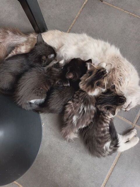 Donne chaton 0 42510 Bussires