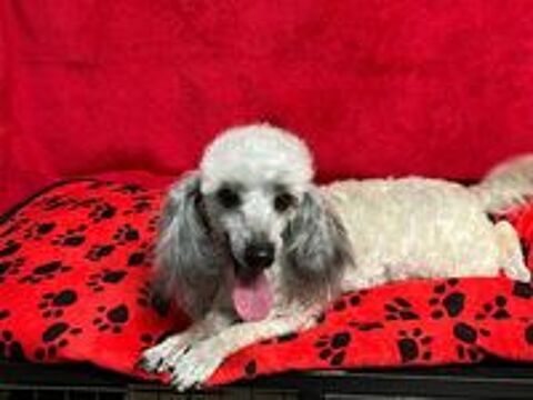   adorable petit male caniche toy 